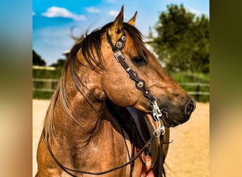 American Quarter Horse, Mare, , 14.3 hh, Chestnut