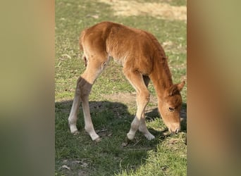 American Quarter Horse, Mare, , 14.3 hh, Chestnut