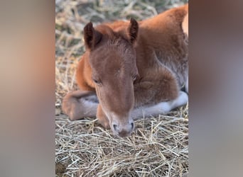 American Quarter Horse, Mare, , 14.3 hh, Chestnut