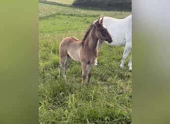 American Quarter Horse, Mare, Foal (04/2026), 14.3 hh, Grey