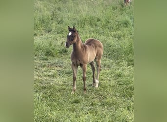 American Quarter Horse, Mare, Foal (04/2026), 14.3 hh, Grey