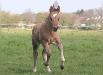 American Quarter Horse, Mare, Foal (03/2026), 14.3 hh, Grullo