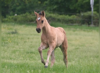 American Quarter Horse, Mare, Foal (03/2026), 14.3 hh, Grullo