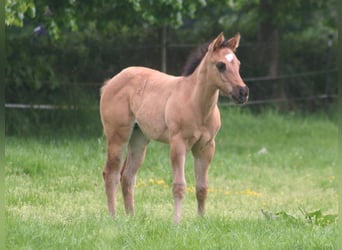 American Quarter Horse, Mare, Foal (03/2026), 14.3 hh, Grullo