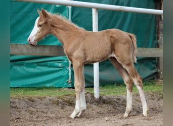 American Quarter Horse, Mare, , 14.3 hh, Palomino