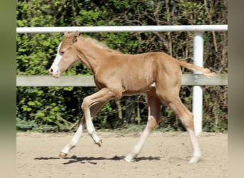 American Quarter Horse, Mare, , 14.3 hh, Palomino