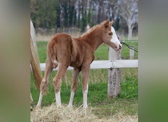 American Quarter Horse, Mare, , 14.3 hh, Palomino