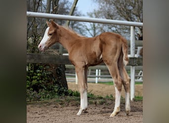 American Quarter Horse, Mare, , 14.3 hh, Palomino
