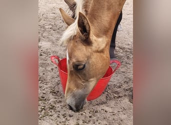 American Quarter Horse, Mare, Foal (04/2023), 14.3 hh, Palomino