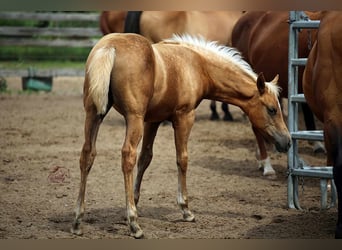 American Quarter Horse, Mare, Foal (04/2023), 14.3 hh, Palomino