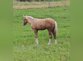 American Quarter Horse, Mare, Foal (03/2025), 14.3 hh, Palomino