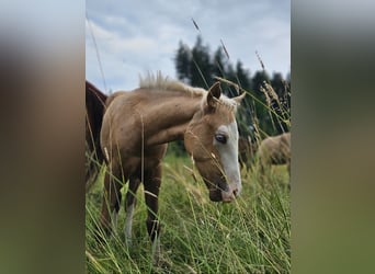 American Quarter Horse, Mare, Foal (03/2025), 14.3 hh, Palomino