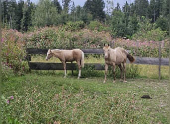 American Quarter Horse, Mare, Foal (03/2025), 14.3 hh, Palomino