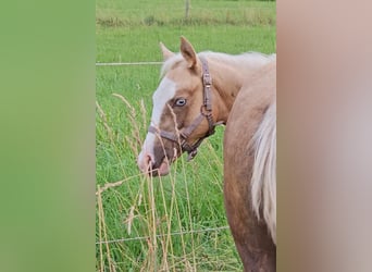 American Quarter Horse, Mare, Foal (03/2025), 14.3 hh, Palomino