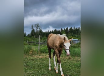 American Quarter Horse, Mare, Foal (03/2025), 14.3 hh, Palomino