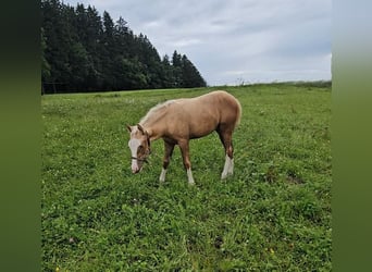 American Quarter Horse, Mare, Foal (03/2025), 14.3 hh, Palomino