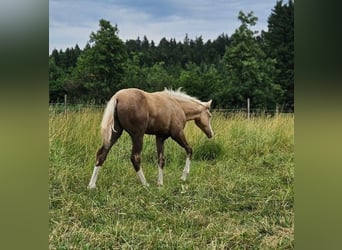 American Quarter Horse, Mare, Foal (03/2025), 14.3 hh, Palomino