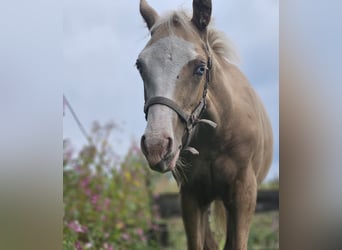American Quarter Horse, Mare, Foal (03/2025), 14.3 hh, Palomino