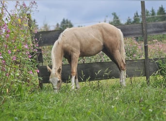 American Quarter Horse, Mare, Foal (03/2025), 14.3 hh, Palomino