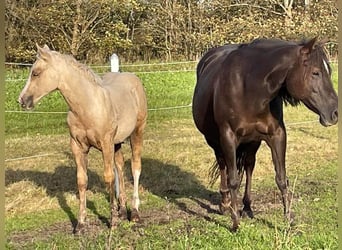 American Quarter Horse, Mare, Foal (06/2023), 14.3 hh, Palomino