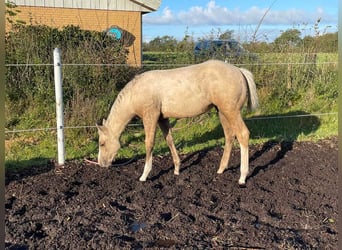 American Quarter Horse, Mare, Foal (06/2023), 14.3 hh, Palomino