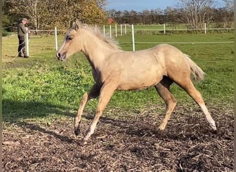 American Quarter Horse, Mare, Foal (06/2023), 14.3 hh, Palomino