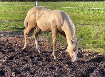 American Quarter Horse, Mare, Foal (06/2023), 14.3 hh, Palomino