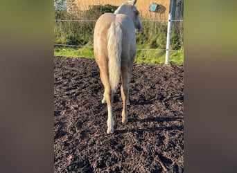 American Quarter Horse, Mare, Foal (06/2023), 14.3 hh, Palomino