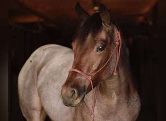 American Quarter Horse, Mare, Foal (06/2025), 14.3 hh, Roan-Bay
