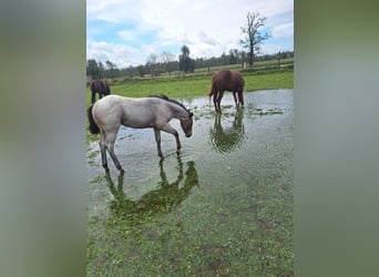 American Quarter Horse, Mare, Foal (06/2024), 14,3 hh, Roan-Bay