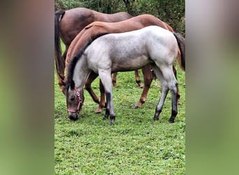 American Quarter Horse, Mare, Foal (06/2024), 14,3 hh, Roan-Bay