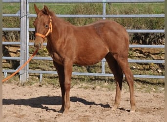 American Quarter Horse, Mare, Foal (01/2025), 14 hh, Chestnut