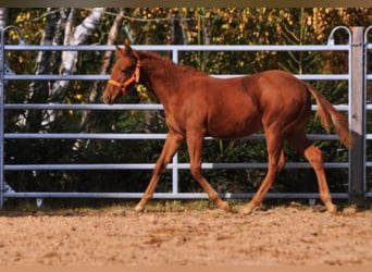 American Quarter Horse, Mare, Foal (01/2025), 14 hh, Chestnut