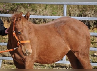 American Quarter Horse, Mare, Foal (01/2025), 14 hh, Chestnut