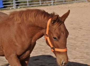American Quarter Horse, Mare, Foal (01/2025), 14 hh, Chestnut