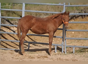 American Quarter Horse, Mare, Foal (01/2025), 14 hh, Chestnut