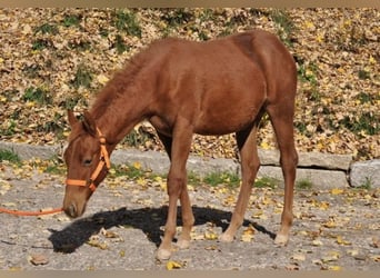 American Quarter Horse, Mare, Foal (01/2025), 14 hh, Chestnut