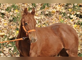 American Quarter Horse, Mare, Foal (01/2025), 14 hh, Chestnut
