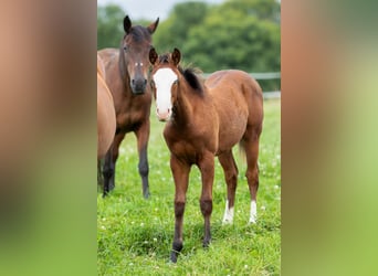 American Quarter Horse, Mare, Foal (03/2025), 14,2 hh, Brown