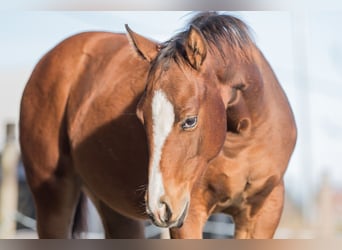 American Quarter Horse, Mare, Foal (04/2025), 14,2 hh, Brown