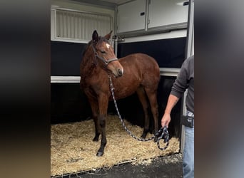 American Quarter Horse, Mare, Foal (04/2025), 14,2 hh, Brown