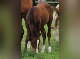 American Quarter Horse, Mare, Foal (05/2025), 14,2 hh, Brown