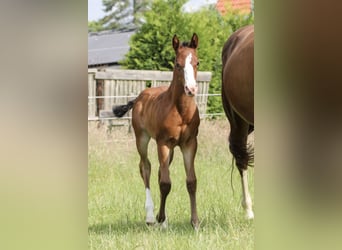 American Quarter Horse, Mare, Foal (06/2025), 14,2 hh, Brown