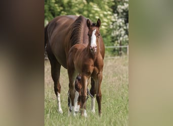 American Quarter Horse, Mare, Foal (06/2025), 14,2 hh, Brown
