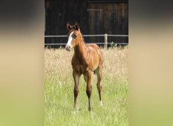 American Quarter Horse, Mare, Foal (06/2025), 14,2 hh, Brown