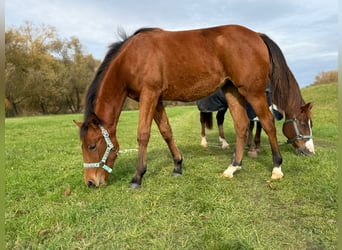 American Quarter Horse, Mare, Foal (03/2025), 14,2 hh, Brown