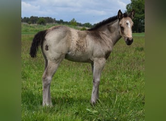 American Quarter Horse, Mare, , 14,2 hh, Buckskin