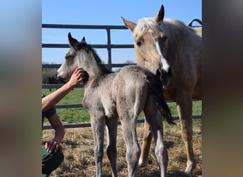 American Quarter Horse, Mare, , 14,2 hh, Buckskin