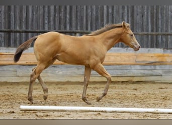 American Quarter Horse, Mare, Foal (04/2025), 14,2 hh, Champagne