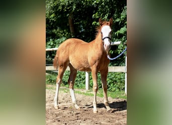 American Quarter Horse, Mare, Foal (03/2025), 14,2 hh, Chestnut-Red